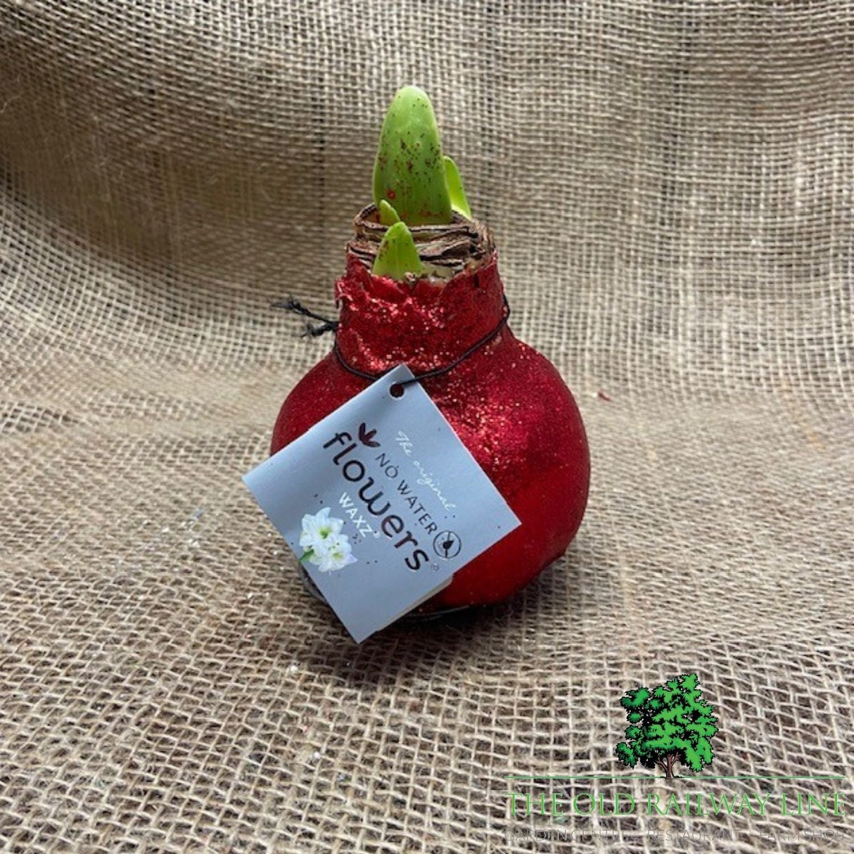 Amaryllis Glitter Bulb - Choice of 3 - Old Railway Line Garden Centre