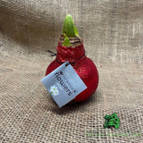 Amaryllis Glitter Bulb - Choice of 3 - Old Railway Line Garden Centre
