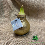 Amaryllis Glitter Bulb - Choice of 3 - Old Railway Line Garden Centre
