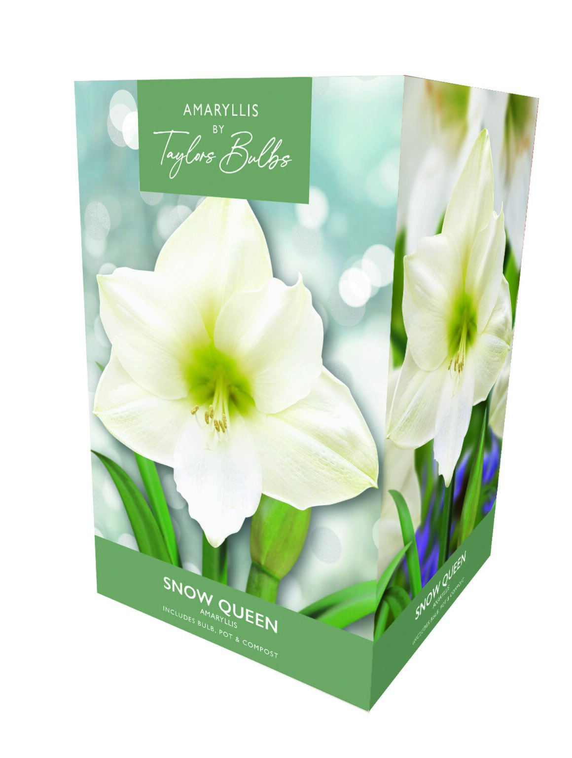 Taylors Amaryllis Snow Queen