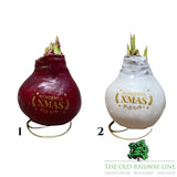 Amaryllis Wax Christmas Message Bulb - Choice of 2