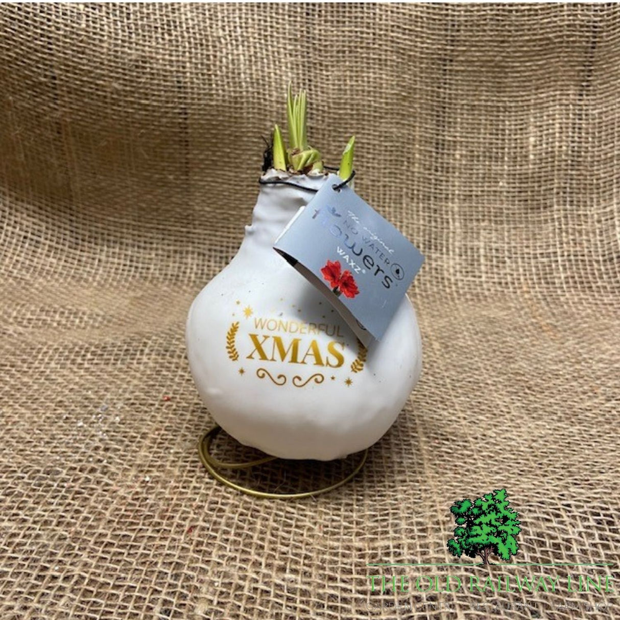 Amaryllis Wax Christmas Message Bulb - Choice of 2