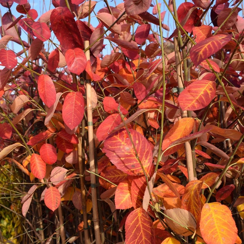 Frank P Matthews Amelanchier lamarckii Juneberry Tree - 12Ltr Pot