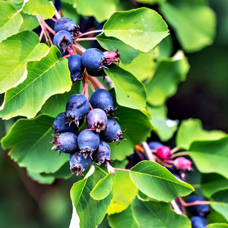 Amelanchier Saskatoon Berry 'Thiesson' Fruit Bush - 3Ltr Pot - Old Railway Line Garden Centre