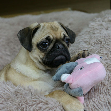 Ancol 13cm Mini Made From Turtle/Seal/Seahorse Dog Toy