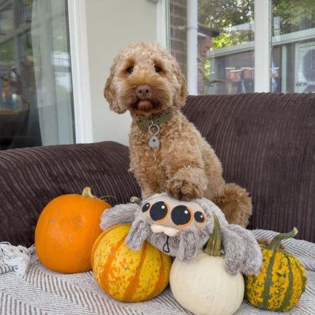 Ancol 30cm Sid Spider Dog Toy