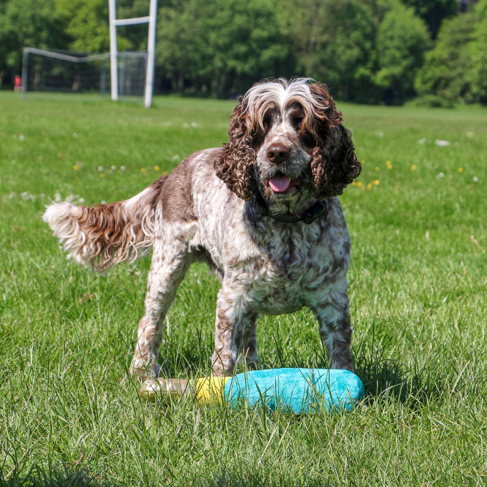 Ancol 38cm Pawty Time Champagne Squeaky  Dog Toy