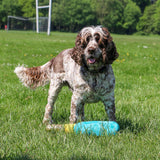 Ancol 38cm Pawty Time Champagne Squeaky  Dog Toy