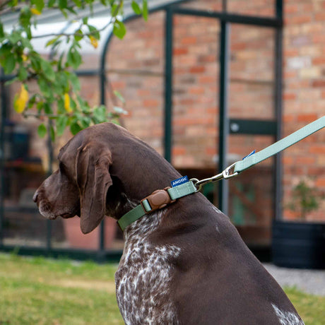 Ancol Heritage Spin Lock Lead - Sage - Old Railway Line Garden Centre
