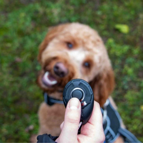 Ancol Obedia Training Clicker - Old Railway Line Garden Centre