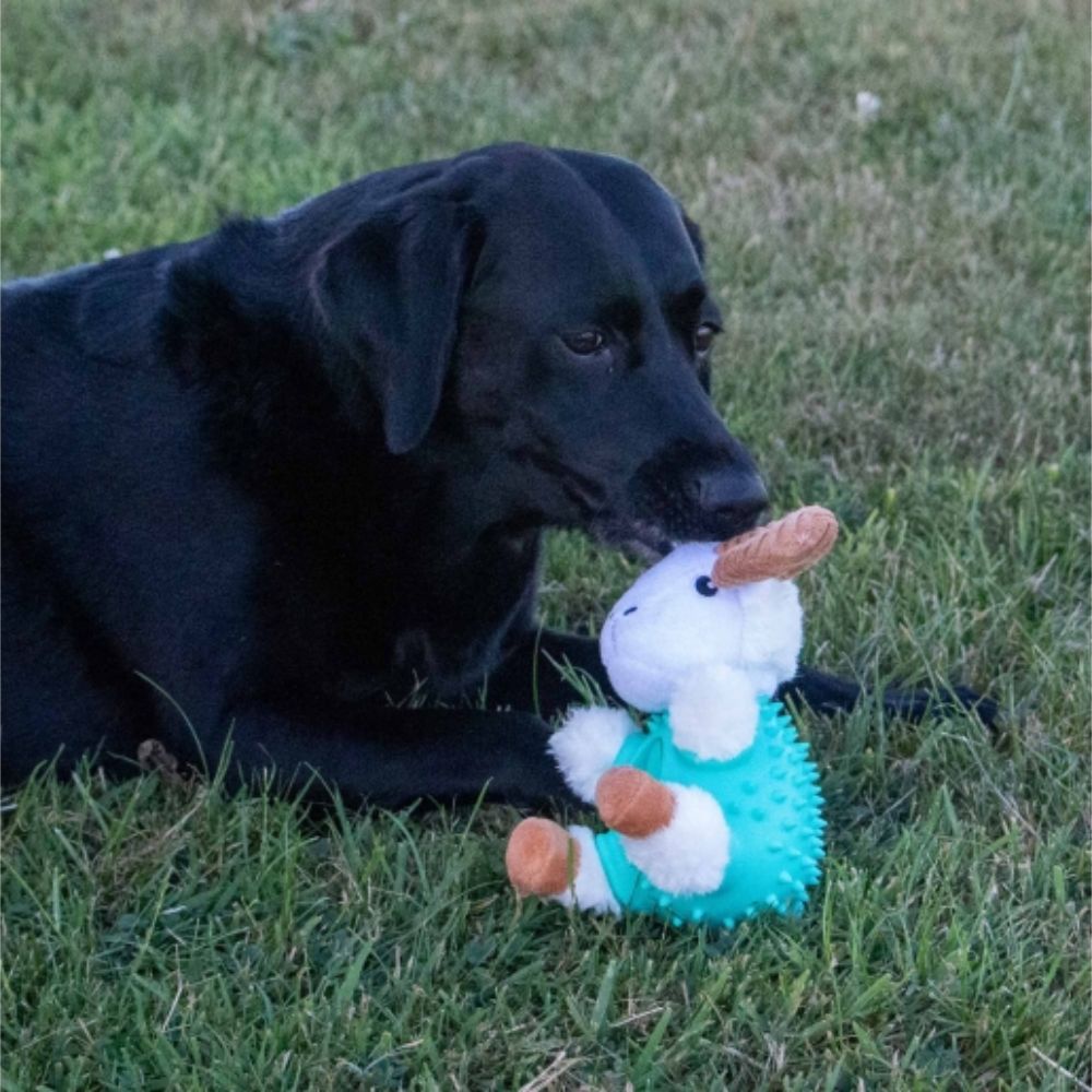 Ancol Orva Ram Ball Belly Dog Toy