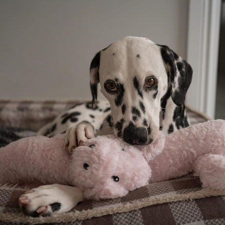 Ancol 1m Playtime Super Long Pig Dog Toy