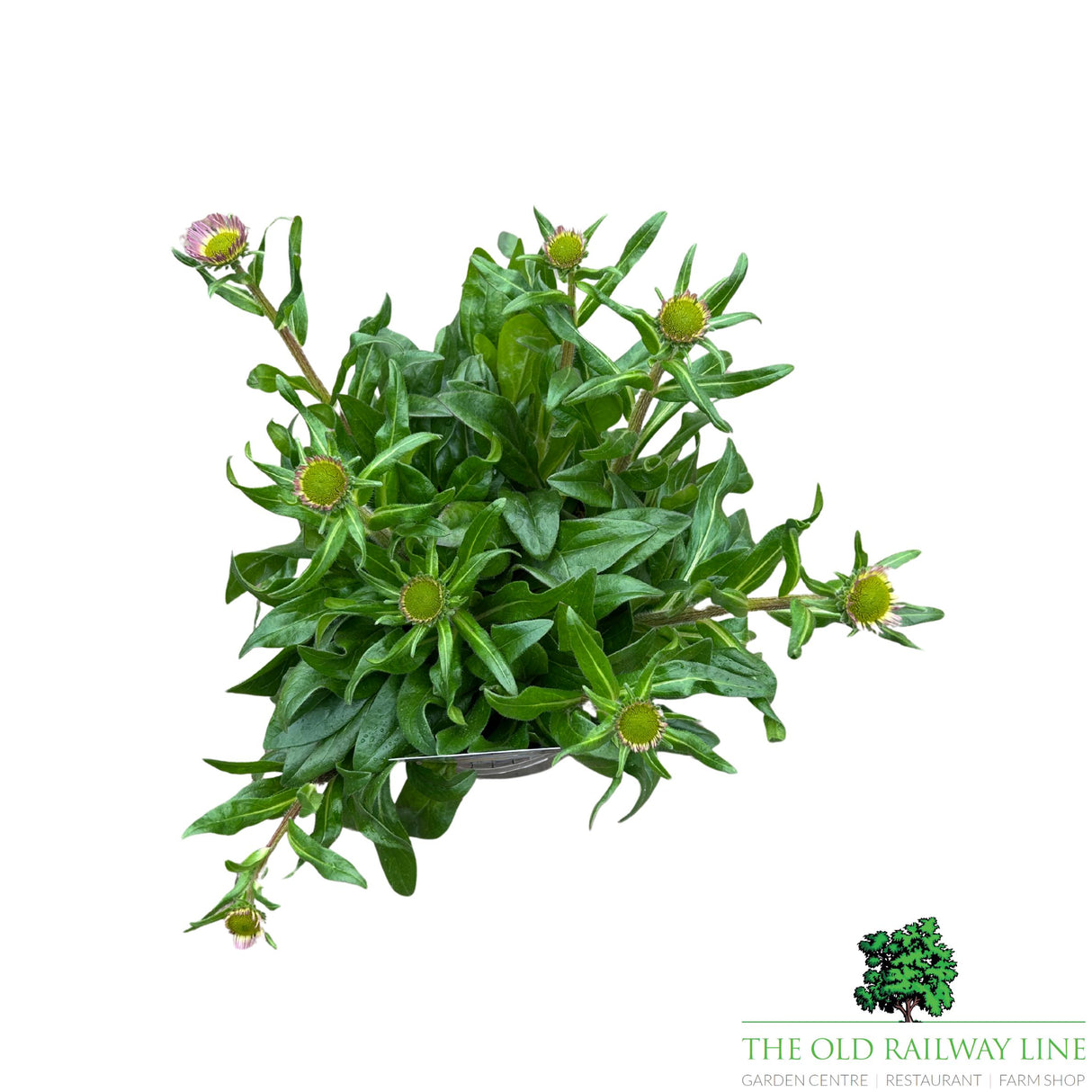 Antirrhinum 'Dazzling Lips Lemon' Plant - 1Ltr Pot