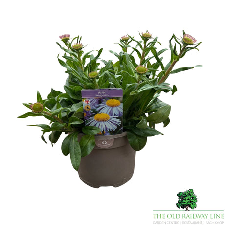 Antirrhinum 'Dazzling Lips Lemon' Plant - 1Ltr Pot - Old Railway Line Garden Centre