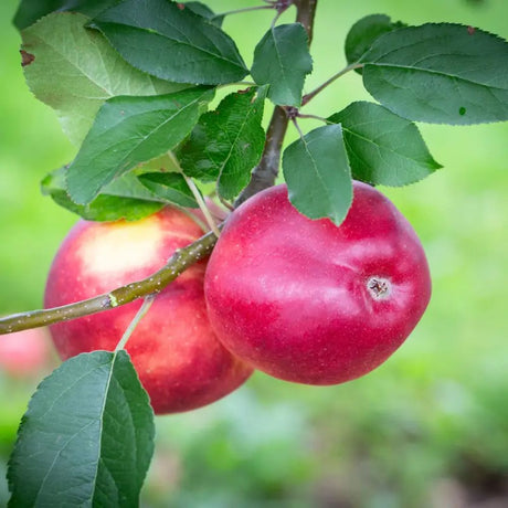 Frank P Matthews Apple 'Scrumptious' M26 Rootstock Fruit Tree - 12Ltr Pot