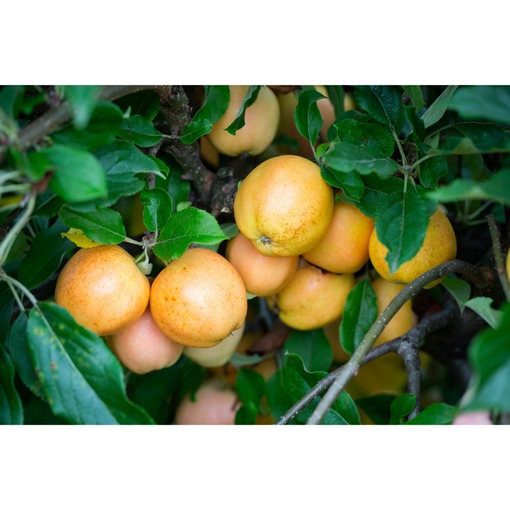 Frank P Matthews Apple 'Surprize' Fruit Tree - 12Ltr Pot