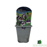 Aquilegia Vulgaris William Guiness Plant - 1Ltr Pot - Old Railway Line Garden Centre