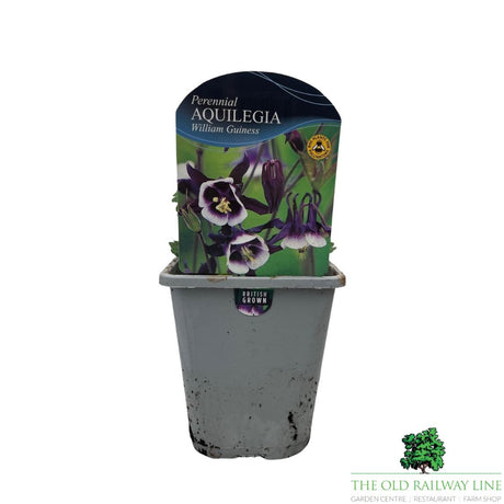 Aquilegia Vulgaris William Guiness Plant - 1Ltr Pot - Old Railway Line Garden Centre