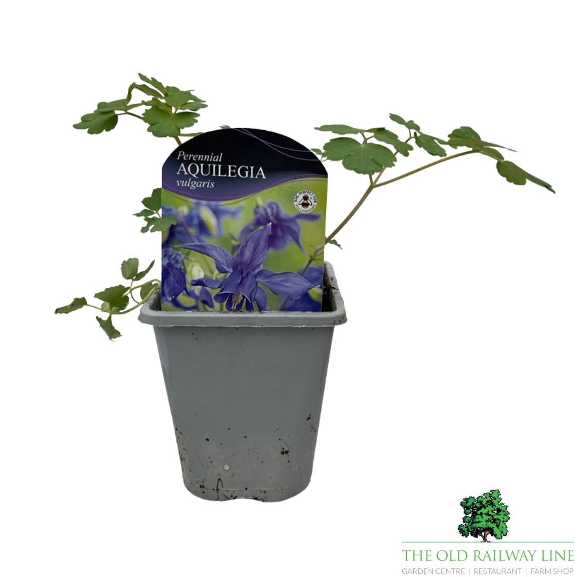 Aquilegia Vulgaris Plant - 1Ltr Pot