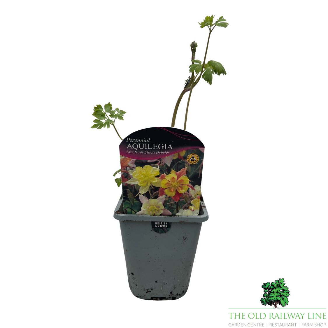 Aquilegia Mrs Scott Elliot Plant - 1Ltr Pot