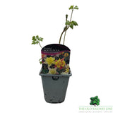 Aquilegia Mrs Scott Elliot Plant - 1Ltr Pot