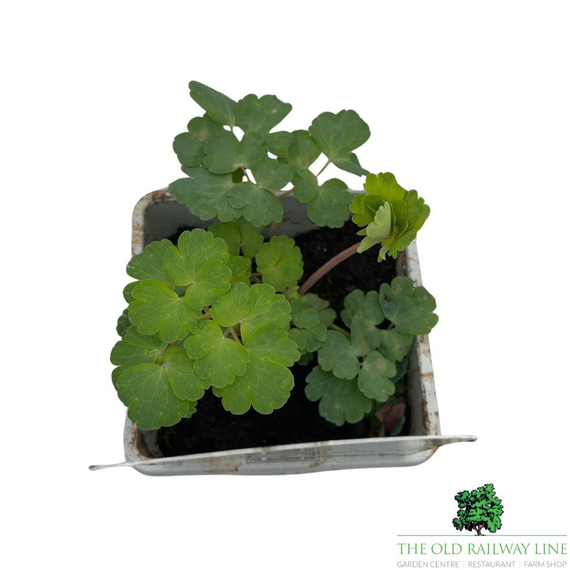 Aquilegia Vulgaris William Guiness Plant - 1Ltr Pot