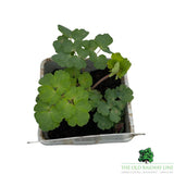 Aquilegia Vulgaris William Guiness Plant - 1Ltr Pot