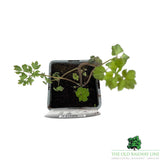 Aquilegia Mrs Scott Elliot Plant - 1Ltr Pot