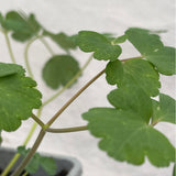 Aquilegia Vulgaris Plant - 1Ltr Pot