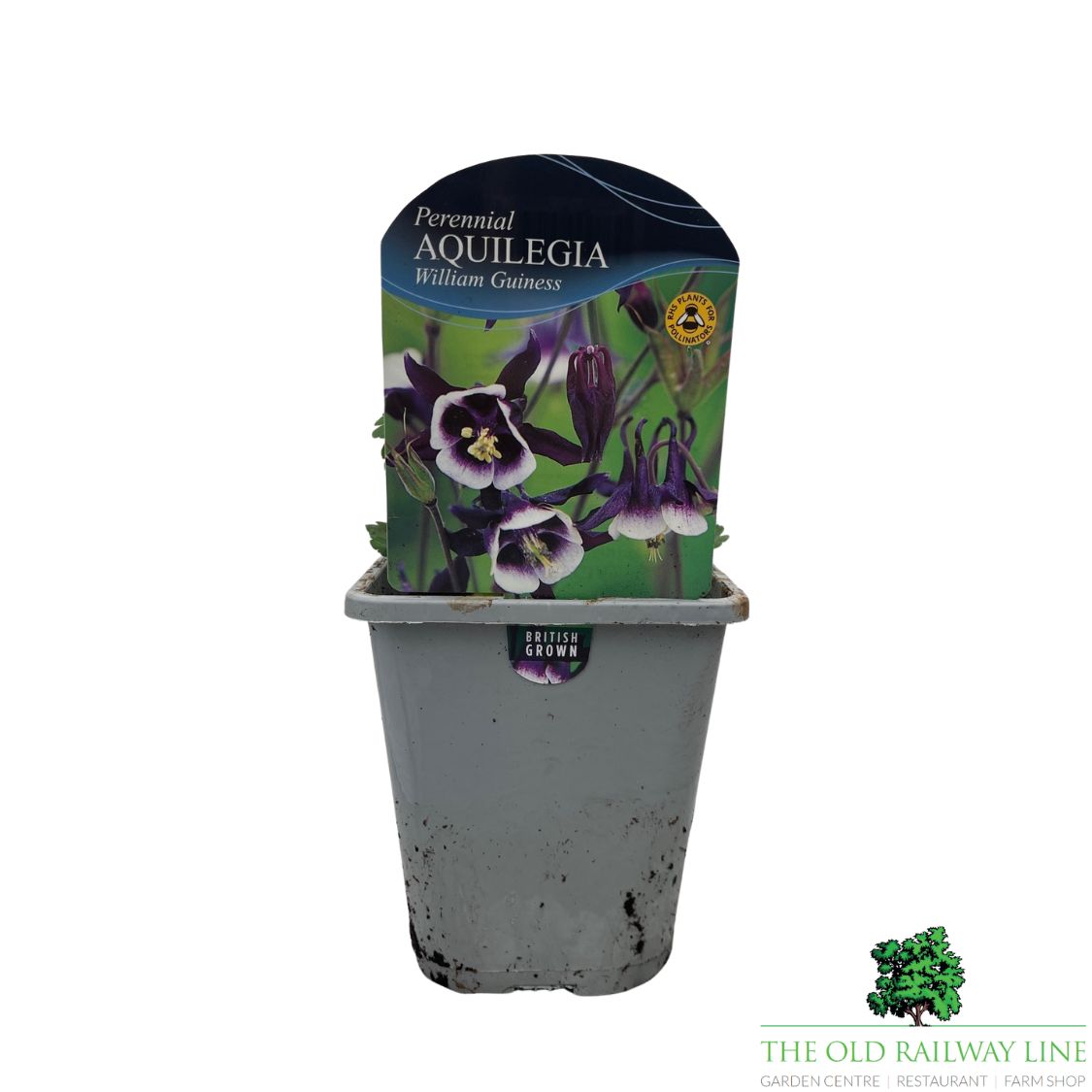 Aquilegia Vulgaris William Guiness Plant - 1Ltr Pot