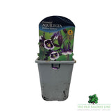 Aquilegia Vulgaris William Guiness Plant - 1Ltr Pot