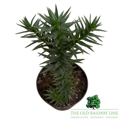 Araucaria araucana (Monkey Puzzle) Plant - 10.5cm Pot