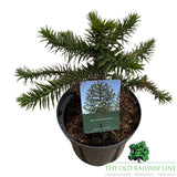 Araucaria araucana (Monkey Puzzle) Plant - 5Ltr Pot