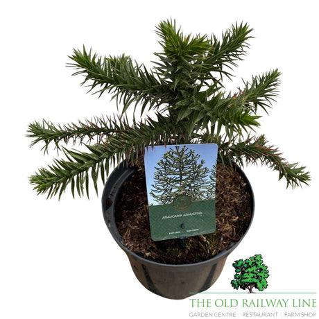 Araucaria araucana (Monkey Puzzle) Plant - 5Ltr Pot