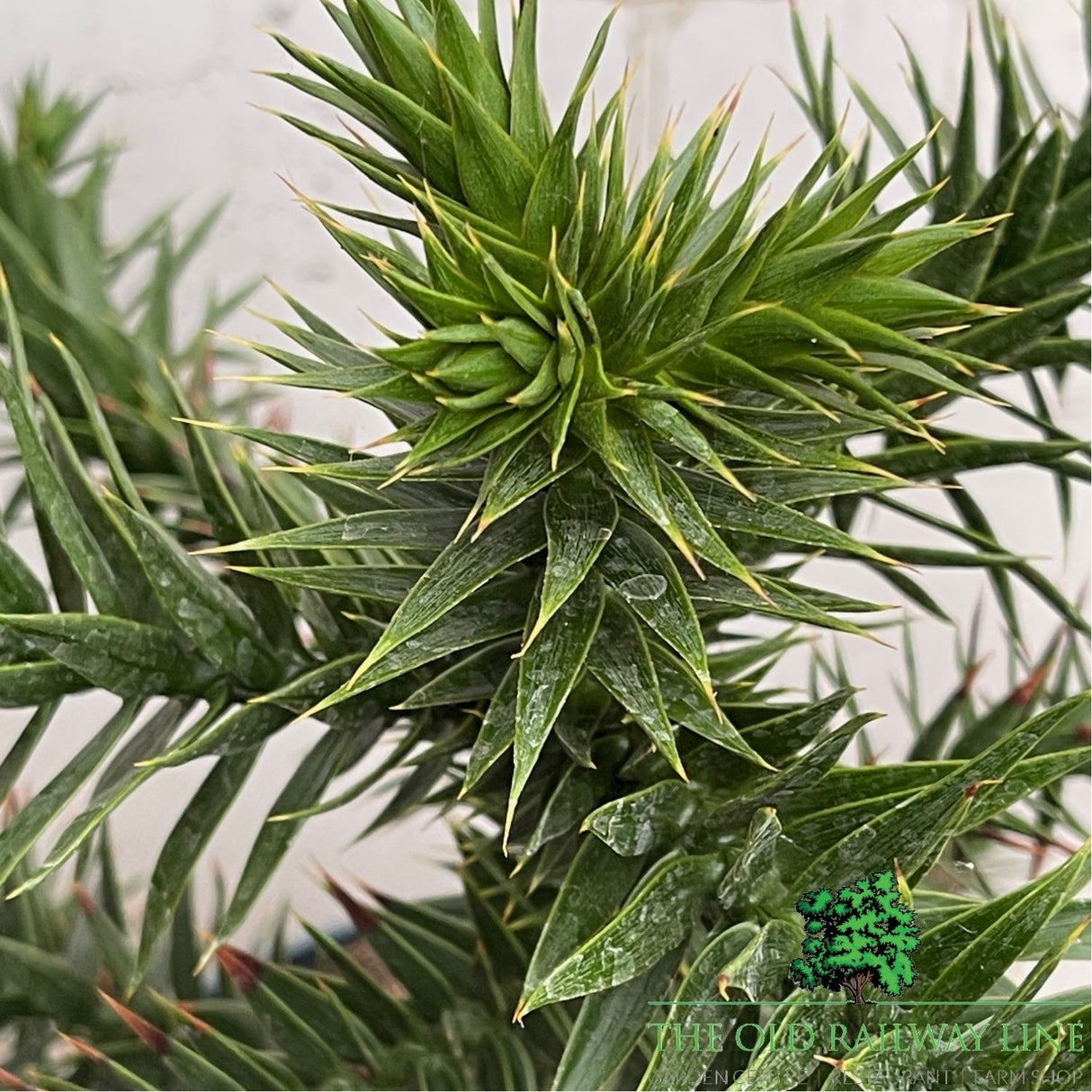 Araucaria araucana (Monkey Puzzle) Plant - 5Ltr Pot