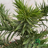 Araucaria araucana (Monkey Puzzle) Plant - 5Ltr Pot