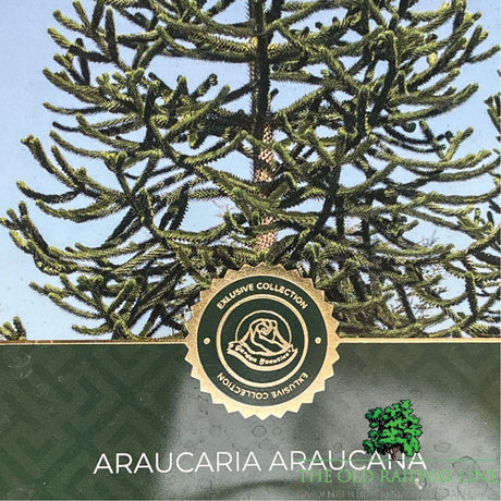 Araucaria araucana (Monkey Puzzle) Plant - 5Ltr Pot