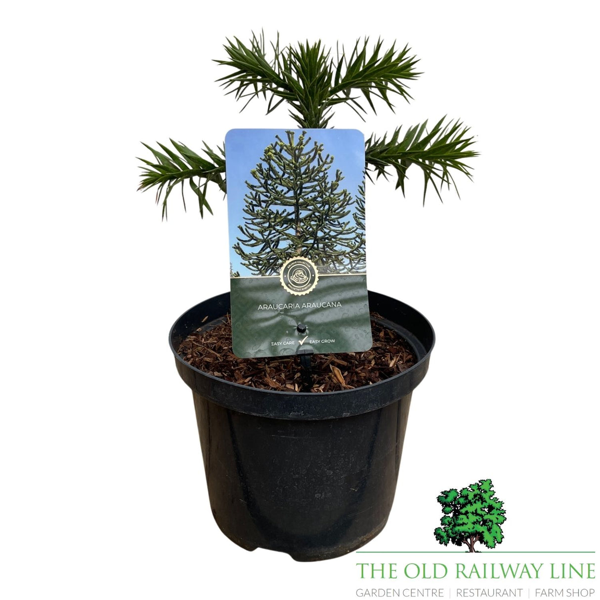 Araucaria araucana (Monkey Puzzle) Plant - 3Ltr Pot