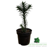 Araucaria araucana (Monkey Puzzle) Plant - 10.5cm Pot