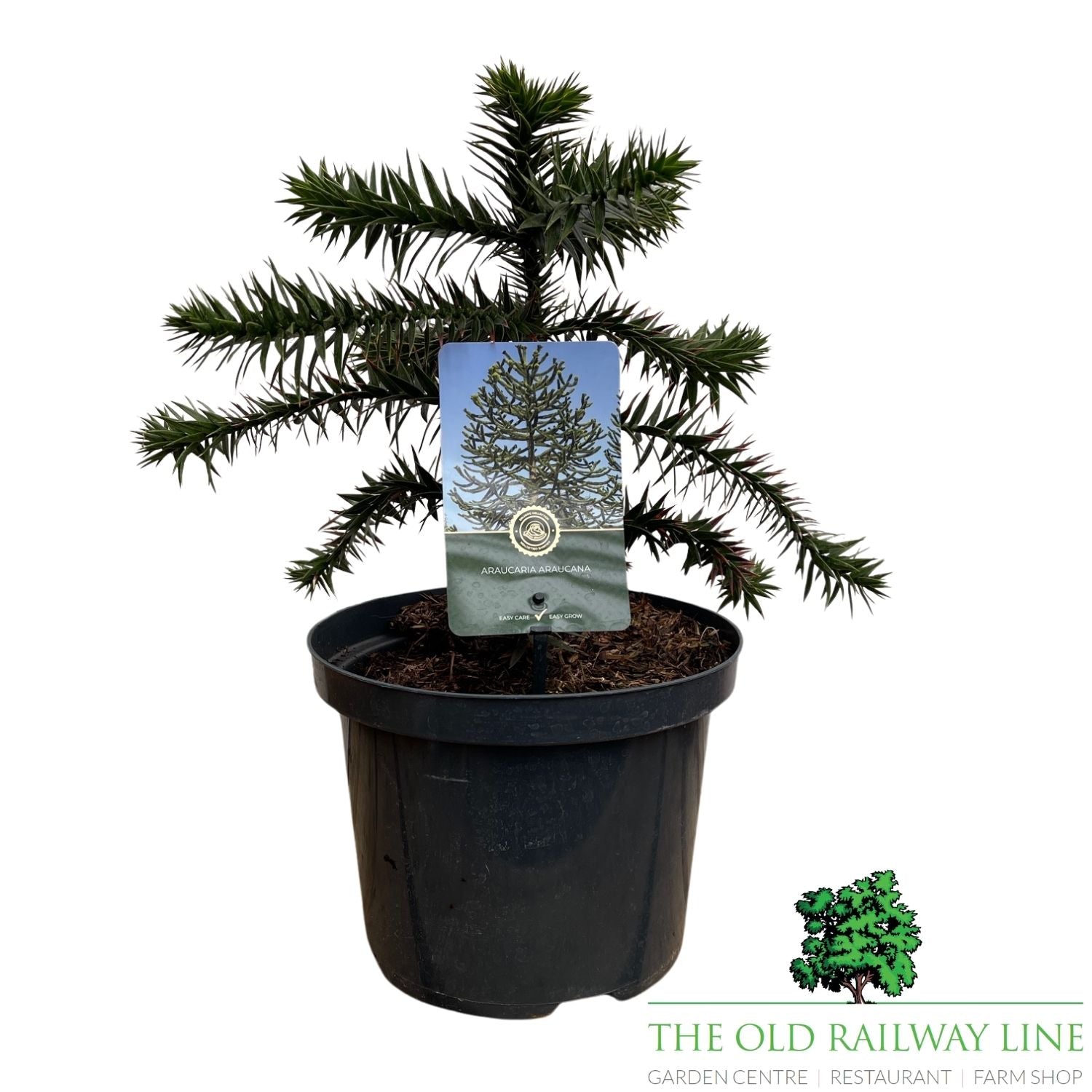 monkey puzzle tree bonsai Araucaria araucana (Monkey Puzzle) Plant