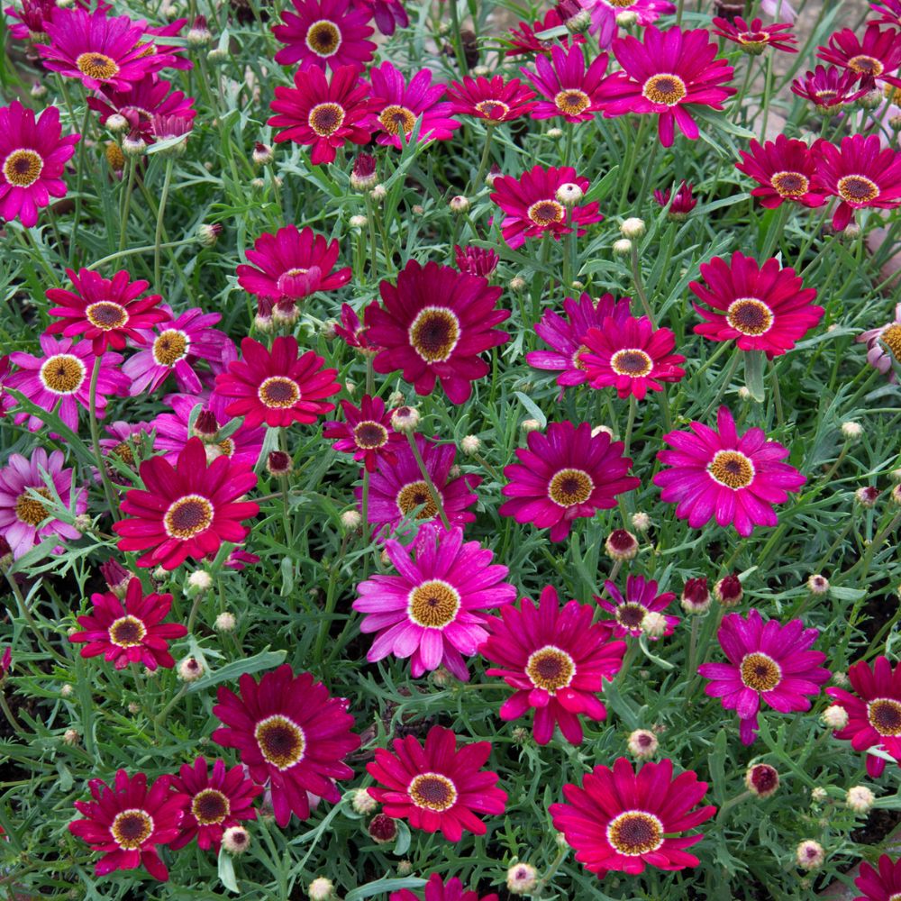Argyranthemum Grandaisy Deep Red Plug Plant