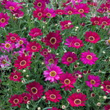 Argyranthemum Grandaisy Deep Red Plug Plant
