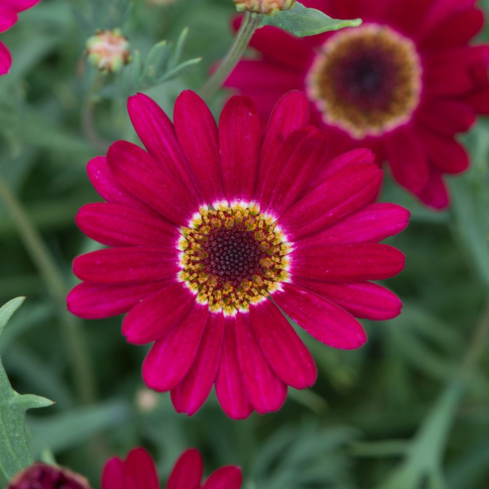 Argyranthemum Grandaisy Deep Red Plug Plant