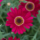 Argyranthemum Grandaisy Deep Red Plug Plant