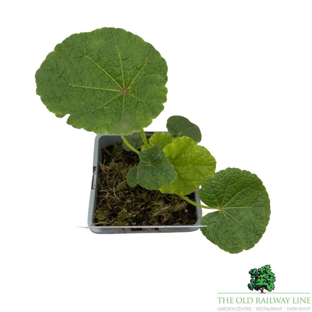 Hollyhock Chater's Scarlet Plant - 1Ltr Pot