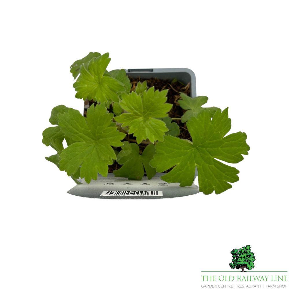 Delphinium 'Black Knight' - 1Ltr Pot