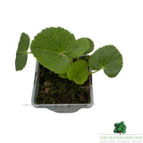 Hollyhock Chater's Yellow Plant - 1Ltr Pot