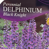 Delphinium 'Black Knight' - 1Ltr Pot