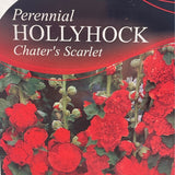 Hollyhock Chater's Scarlet Plant - 1Ltr Pot