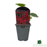 Hollyhock Chater's Scarlet Plant - 1Ltr Pot